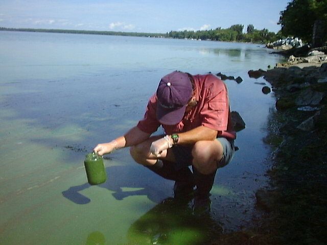 Blue green algae bloom