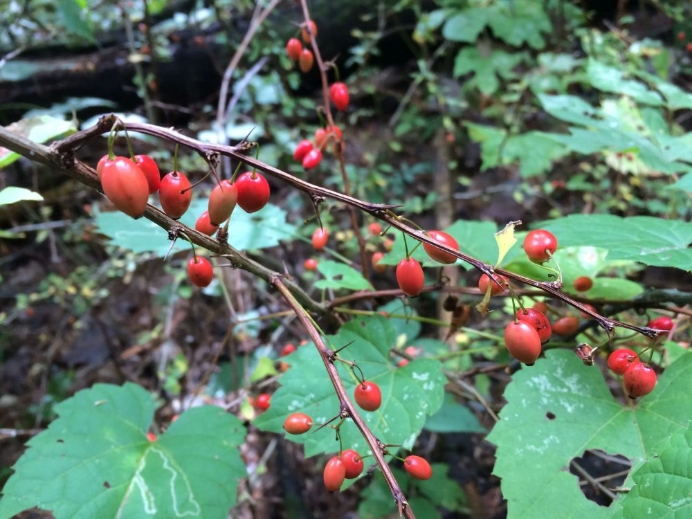 Invasive barberry plant found in the woods in Vermont