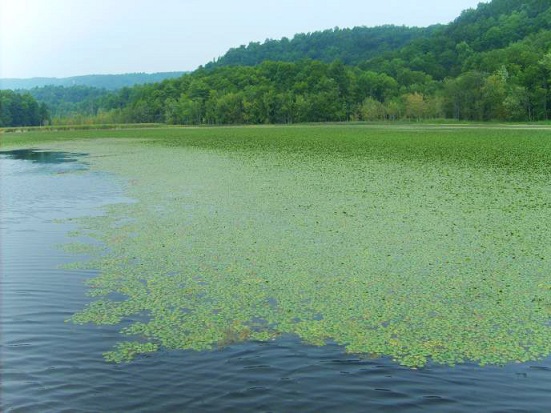 Water chestnut infestation