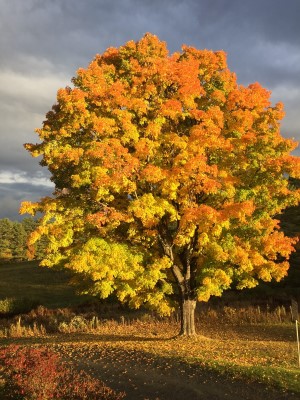 Sugar Maple